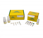 Zymo-Seq ATAC Library Kit, 12 Preps